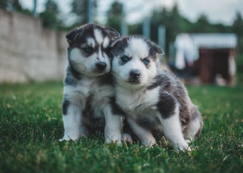 Siberian Husky Puppies