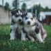 Siberian Husky Puppies