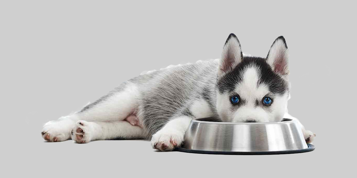 Best foods for Siberian Husky Puppies