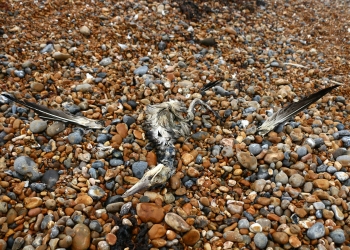 Dead bird lying on the ground