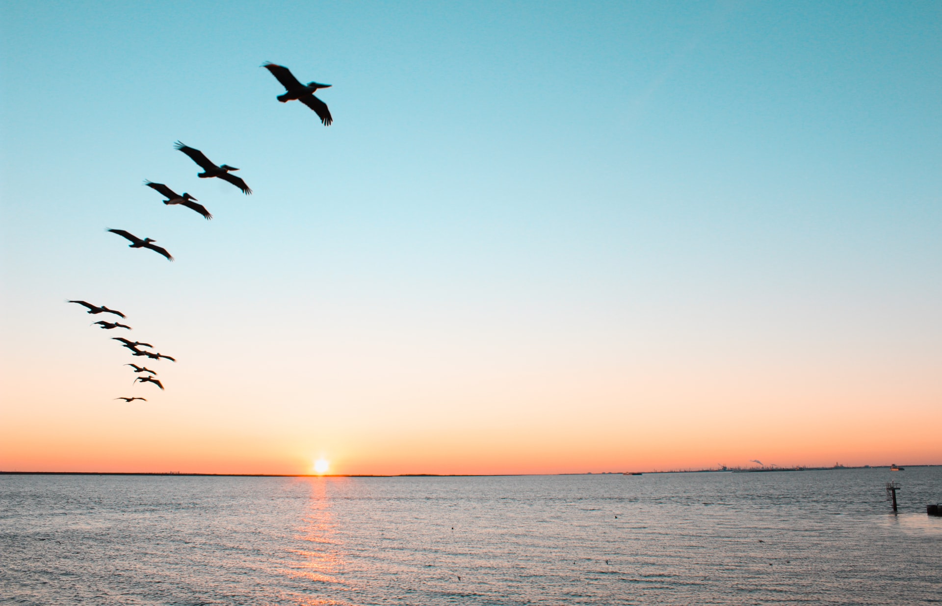 Birds flying across an ocean