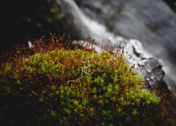 Two new species of fungi found in Scotland