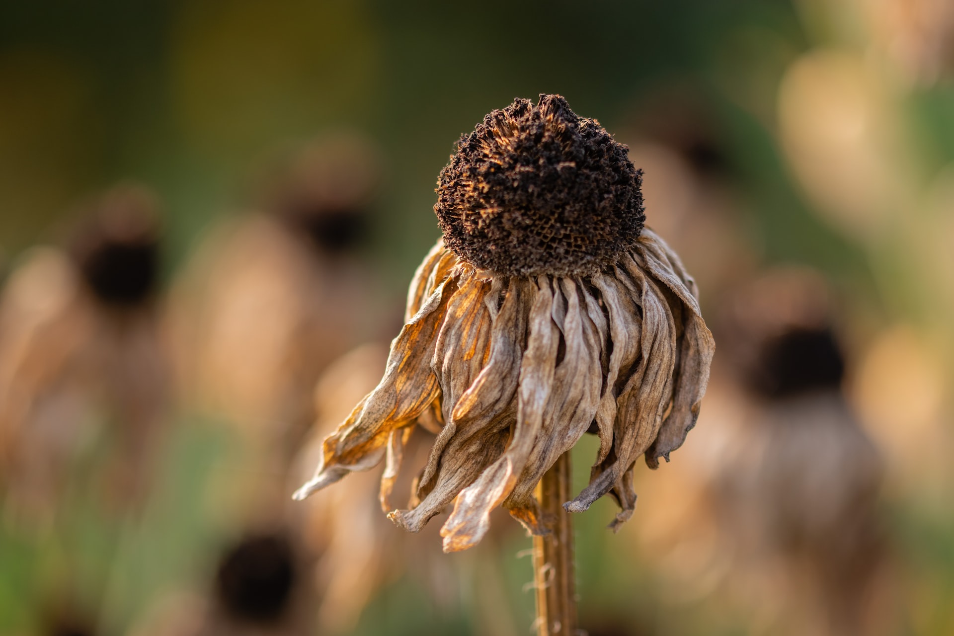 Dried sunflower due to extreme heat