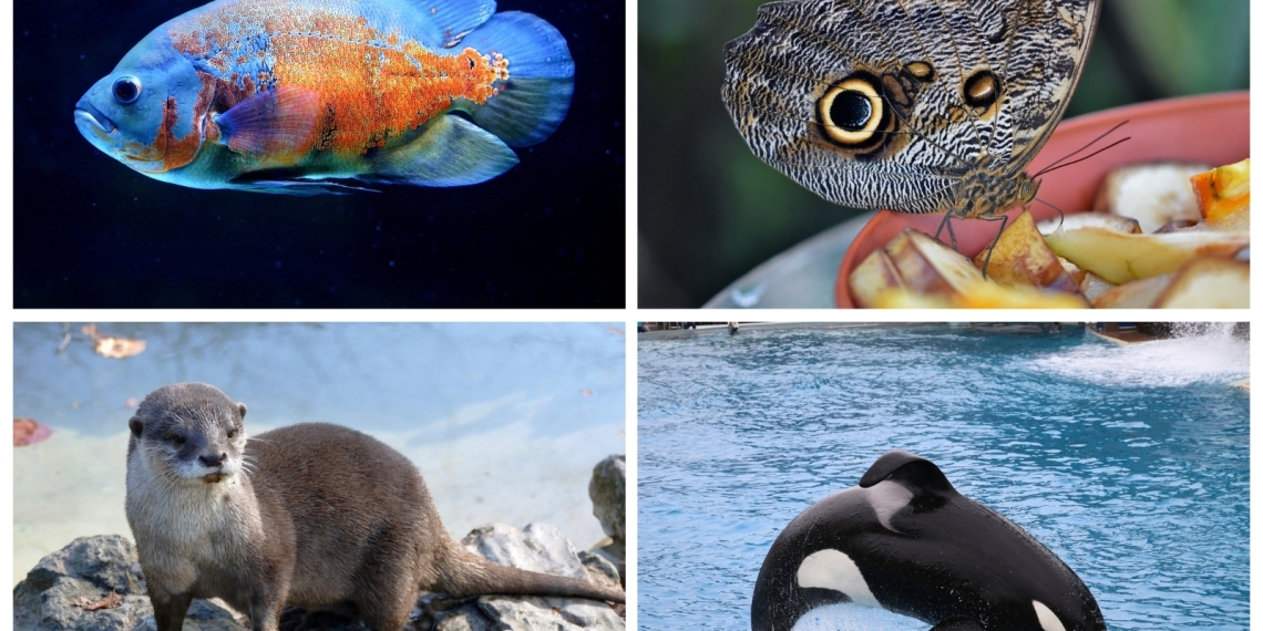 animals that start with o