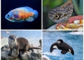 animals that start with o