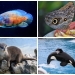 animals that start with o