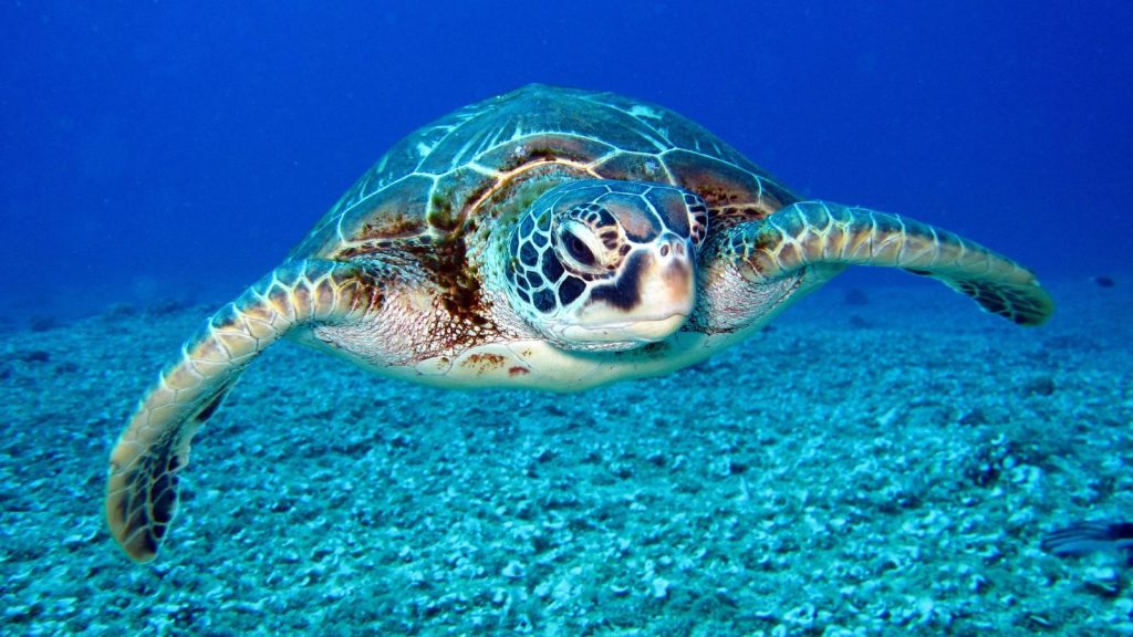 Olive Ridley Sea Turtle