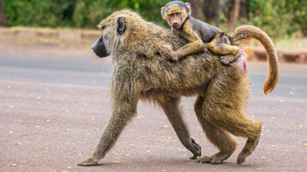 Olive baboon