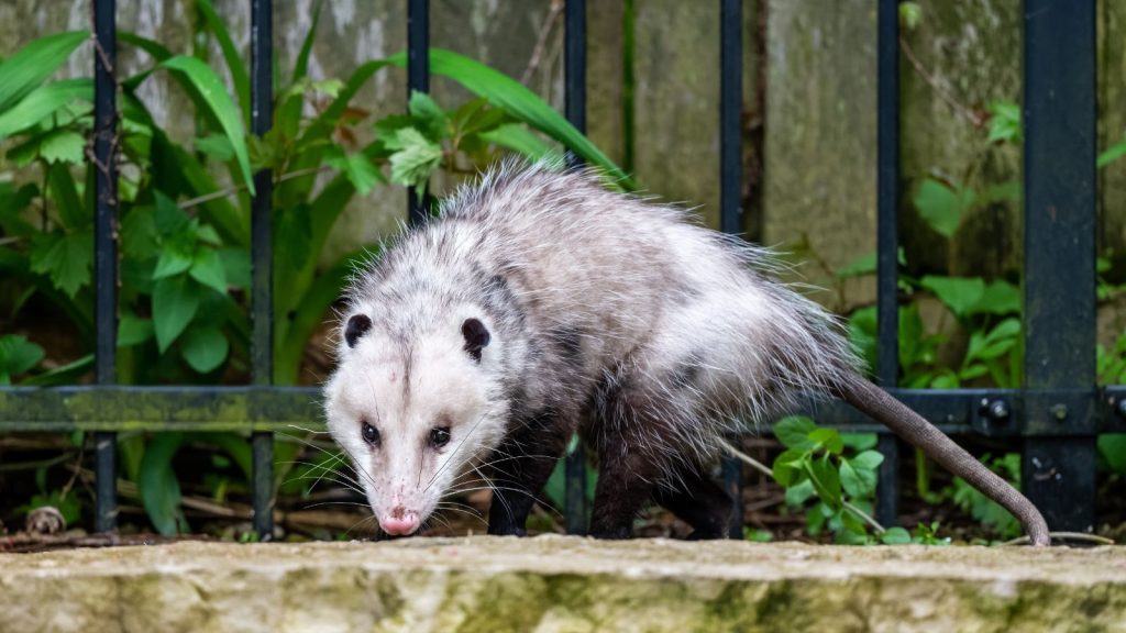 Opossum