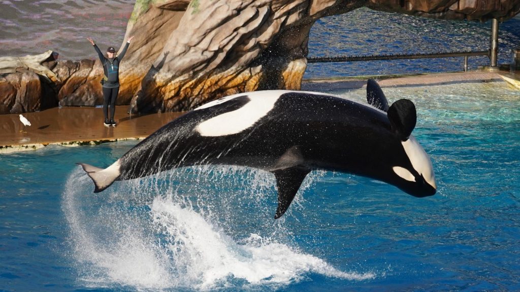 image of Orca (Killer Whale)