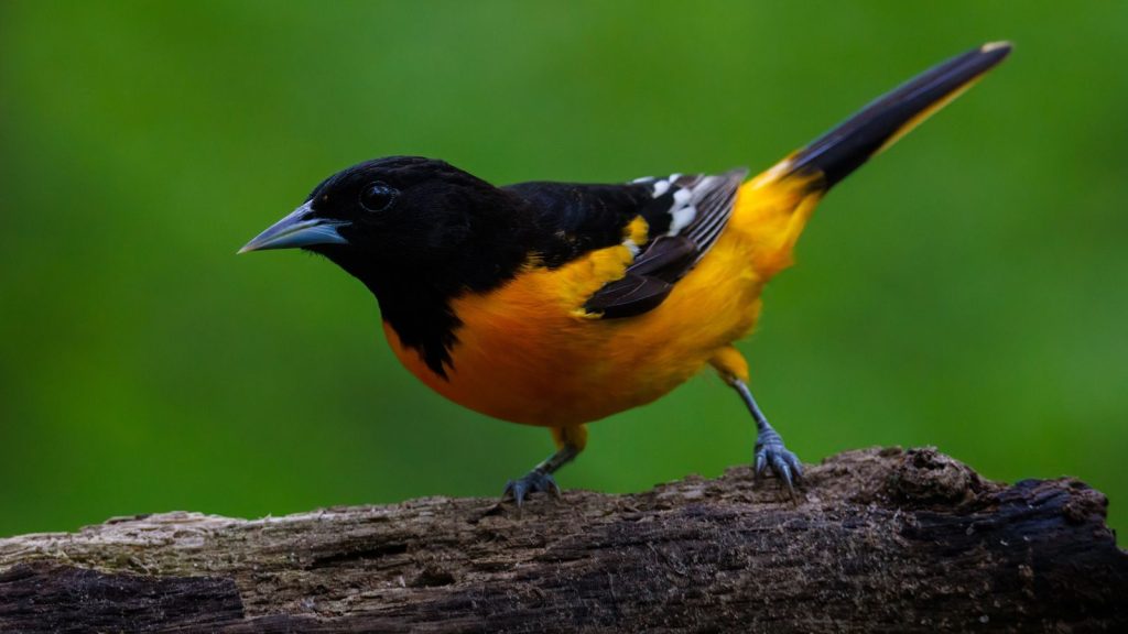 Oriole