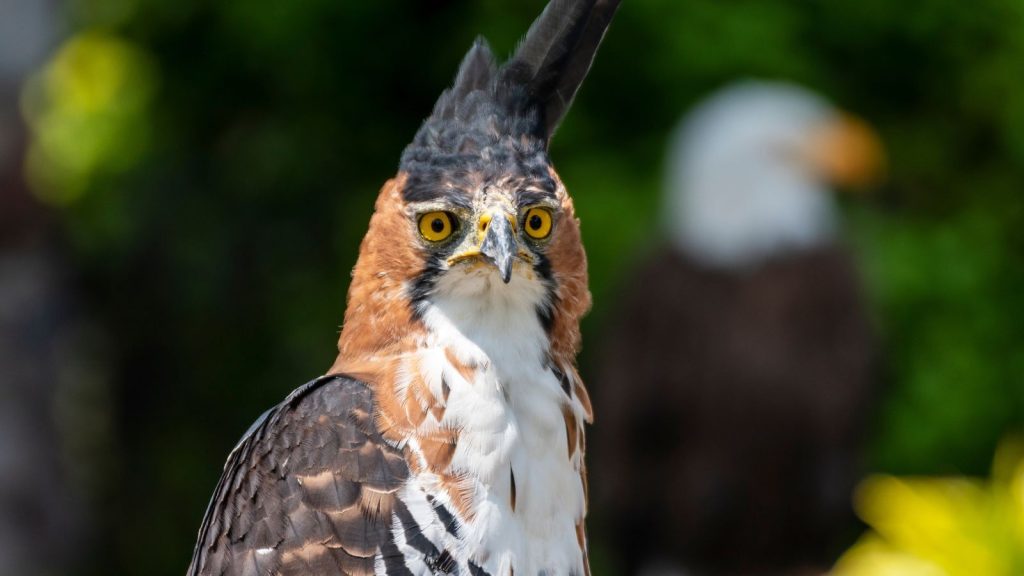 Ornate Hawk-Eagle