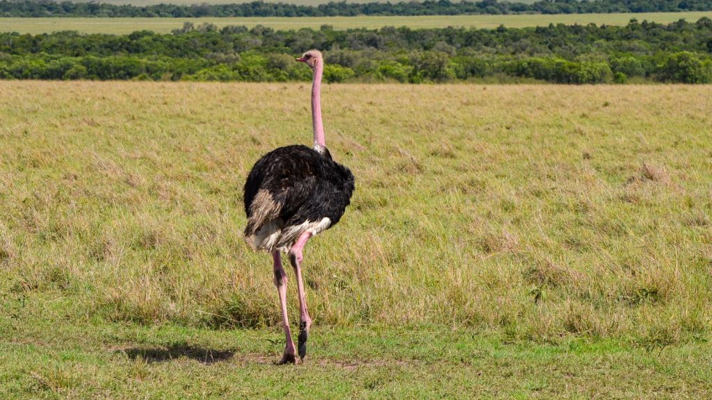 Ostrich