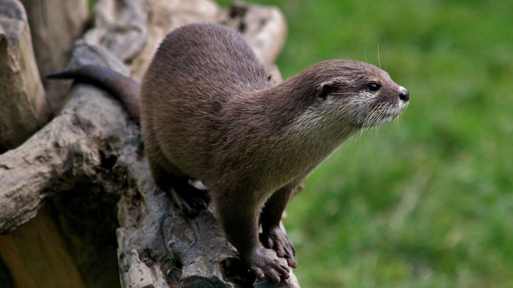 Otter