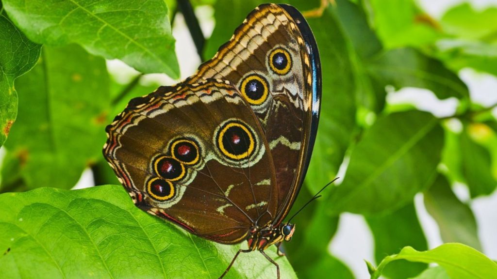 Owl butterfly